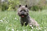 CAIRN TERRIER 188